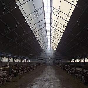 Ангар коровник